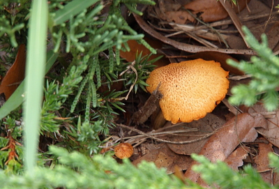 [This mushroom is growing under a bush with needles (not leaves). A wide dark-brown stem leads to one edge of the tan-brown cap which is shaped more like a leaf than a mushroom cap. ]